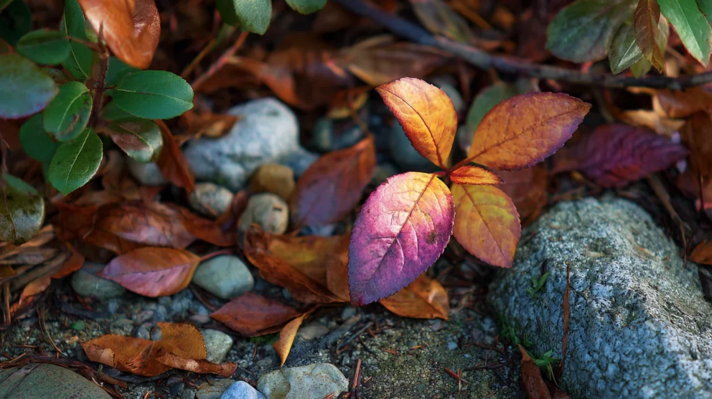 11 best When to Cut Back Peonies (And How to Do That)? Ideas 9 Clean Up Fallen Leaves Around Plants