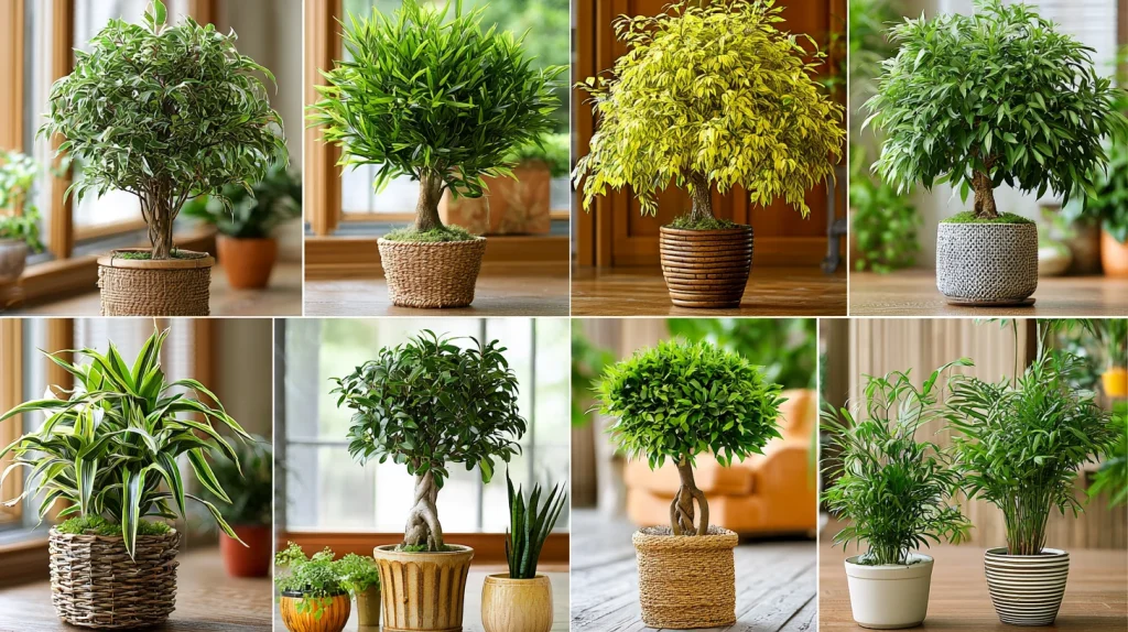 9 Unique Tall Indoor Plants Ideas 6 Tree Like House Plants for Compact Spaces